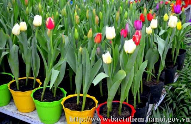 Description: tulip.jpg